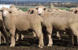 WA Registro de precio de Lamb Smashing Again: "Vencer el último récord por $ 40/h es enorme"