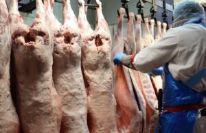 WA Forward Lamb Contract se dirige hacia la paridad a los que se ofrecen en este