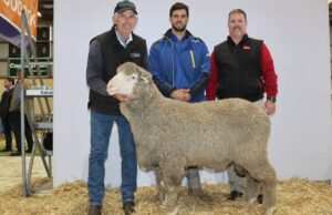 Coromandel Poll Merino Ram vende por $ 10,000 en Katanning Sale | Granja semanalmente