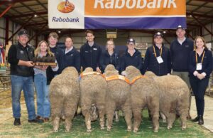 Rangeview Stud gana el Trofeo Rabobank en WA Sheep Expo & Ram Sale | Granja semanalmente