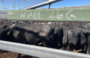El ganado Angus se liquidará como parte de la recuperación de la deuda forzada | Granja semanalmente