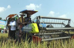 ¡La oficina del fiscal cayó a los campos! Kejati Lampung Target Harvest Harvest 28 mil toneladas de grano