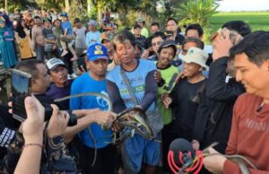 Lucky Hakim lanzará 10 mil serpientes en los campos de arroz de Indramayu, afirmado que no