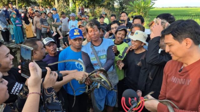 68ab4e2cab0e9-bupati-indramayu-lucky-hakim-melepaskan-ular-ke-sawah-untuk-berantas-tikus_665_374.jpg