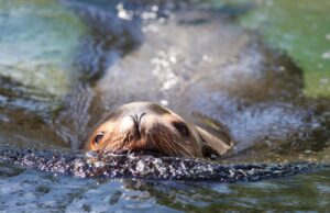 El enorme león marino del zoológico de Denver muere