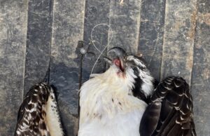 Osprey encontrado muerto después de tragar ganchos de pesca en el Parque Estatal St. Vrain
