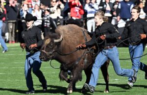 Colorado Buffaloes Football Ralphie VI se retira