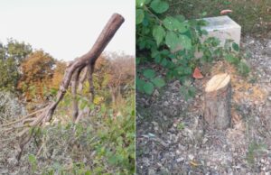 La doble muerte de Ilan Halimi, un judío torturado: Macron denuncia el odio después de la tala del árbol en su memoria