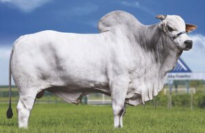Supervacas al poder: cómo Brasil se convirtió en el mayor exportador de carne del planeta