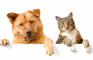 ¿Puedo negarme a alquilar mi casa si el inquilino de repente pone a un perro o un gato como un nuevo ‘inquilino’?