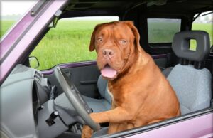 Multas de hasta 500 euros por traer al perro sin cinturón de seguridad en el auto