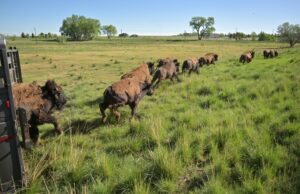 La carne de bisonte es cada vez más popular en los menús de Colorado