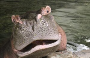 Denver Zoo Hippo para moverse a Texas Preserve