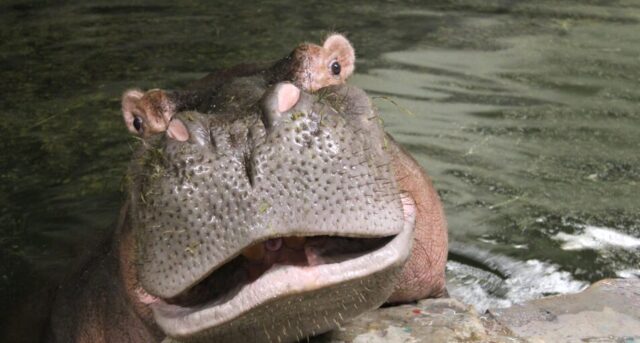 TDP-L-denver-zoo-hippo-01.jpg