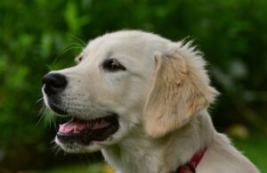 Este perro ‘roba’ a otro en el medio de la calle antes del asombro de su dueño