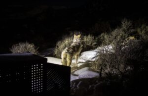 Los legisladores de Colorado impulsan la pausa en la reintroducción del lobo en la sesión