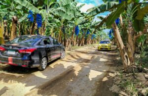 El gigante de plátano de EE. UU. Chiquita anuncia una inversión de $ 30 millones para reiniciar la producción de banano en Panamá