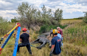 Horse del condado de Boulder rescatado después de quedarse atrapado en el barro