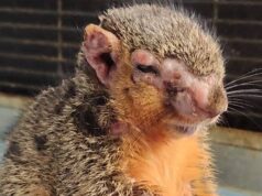 ‘Zombie Squirrels’ apareciendo en patios traseros y refugios de animales a través de nosotros