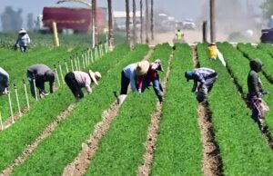 La economía estadounidense ha perdido hasta 1.2 millones de trabajadores nacidos en el extranjero desde enero