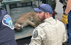 León de montaña que mató al perro de correa de la pareja de Boulder capturado, reubicado