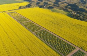 Cropies de canola y tomas de drones: dentro de las pruebas de canola de WA | Granja semanalmente