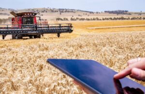 La cosecha de trigo grande aumenta el potencial de la producción general de grano de WA