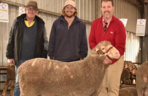 Fin de una era: Far Valley Dohne Stud cambia las manos | Granja semanalmente