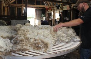 La industria de la lana toma el dolor a medida que el sector de exportación de ovejas vivas toma la tensión