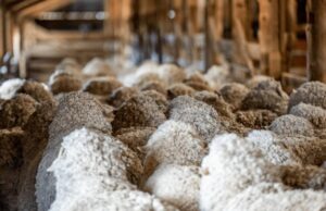 Los minoristas de lana europeos cambian el enfoque a prácticas ecológicas | Granja semanalmente