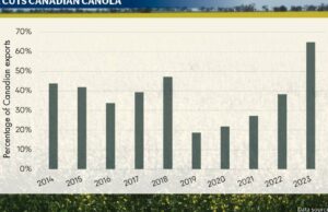 Australia Eyes China Oportunidad después de las tarifas de canola implementadas en Canadá