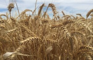 Los precios mundiales del trigo caen por debajo de $ A300/T, más bajos durante cinco años | Granja semanalmente