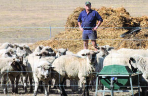 Los romanos han hecho mucho para la agricultura: el vicepresidente de NFF John Hassell