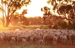 La reducción de la tasa de interés de RBA la semana pasada alivia la carga de la deuda de los agricultores de WA | Granja semanalmente