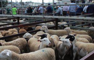 Declace de la exportación de cordero: el aumento de los precios impacta la demanda internacional | Granja semanalmente