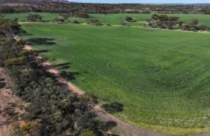 King View y Kamdarley son un excelente potencial de cultivo en Hyden
