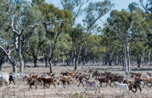 La industria de cabras de Australia ojos meloxicam para alivio del dolor | Granja semanalmente