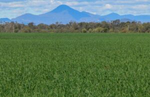 Surge en listados agrícolas chispas renovó interés en el mercado inmobiliario rural