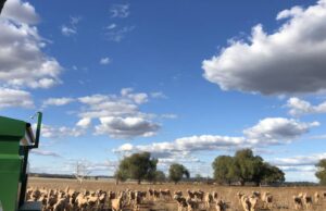Los productores de Merino probablemente serán criadores o alimentadores en el mundo de la exportación posterior a la vida