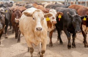 La industria ganadera de WA busca mantener el servicio NLIS
