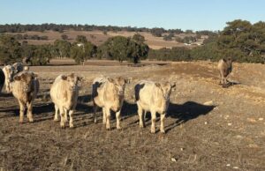 Una pieza de tierra altamente productiva atrae un fuerte interés local del comprador