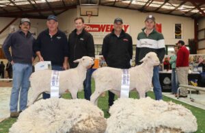 Belka Valley y Kamballie Triumph en WA Sheep Expo & Ram Sale | Granja semanalmente