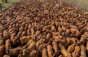 Las estrellas se alinean para la carne de res: nunca ha habido un mejor momento para correr ganado