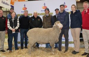 Barloo Poll Merino Tops Venta a $ 26,000 en Katanning Ram Sale | Granja semanalmente
