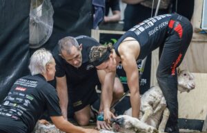 Shearing Top Gun tiene como objetivo reclamar más récords en la etapa mundial de esquila