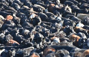 Primero del mundo: vacuna ARNm para fiebre aftosa en ganado y ovejas ahora en la puerta