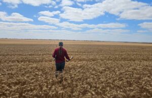 Guns jóvenes: Amber encuentra un amor por el cultivo y la agricultura de Perth
