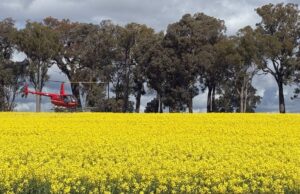 Los helicópteros vuelan para rociar y ahorrar el día para los paddocks húmedos de Wa Graingrower