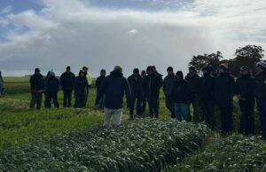 Field Walk muestra el desarrollo de cultivos en Frankland River | Granja semanalmente