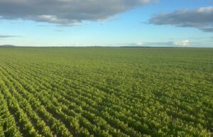 Los líderes de la leguminosa de la costa sur se adhieren a las lentejas como parte integral de la rotación